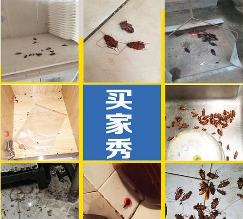 上门灭蟑螂要多少钱