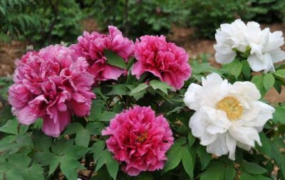 ​让盆栽牡丹安全度夏 夏季管理应做好三防