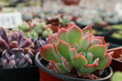 ​把多肉植物叶子弄断了怎么补救