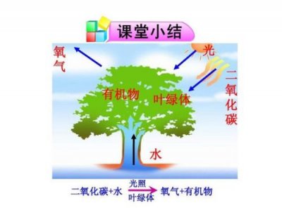 ​植物光合作用的化学方程式(植物光合作用是化学变化吗)