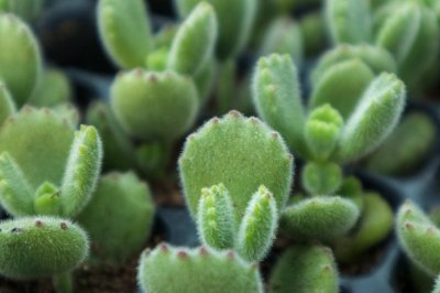 ​熊童子有什么作用