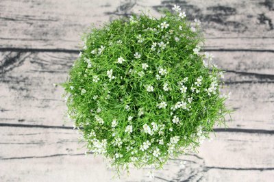 ​满天星适合送什么人