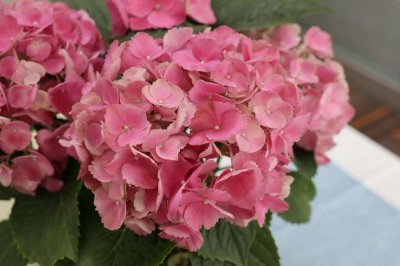 ​绣球花怎么调色