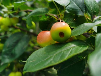 ​海棠花什么时候开，海棠花图片