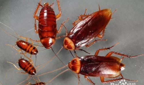 发现蟑螂怎么办如何处理无图模式