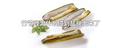 ​为什么一撒盐竹节蛏就出来了 竹节蛏遇到盐为什么会跳出来
