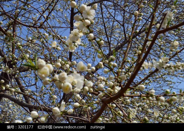 什么是花枝(关于花枝的介绍)