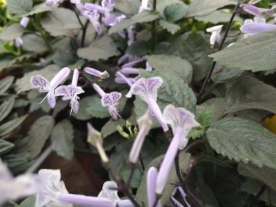 ​韩信草的功效与作用