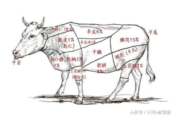 吊龙是什么，吊龙是哪里的肉