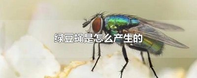 ​绿豆苍蝇图片大全 绿豆蝇图片生蛆