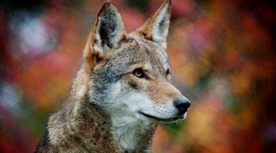 ​动物世界-红狼