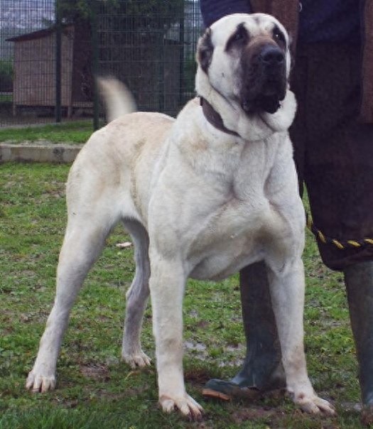 世界第一猛犬，价值百万的土耳其国宝坎高可6秒打败比特