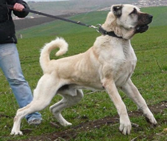 世界第一猛犬，价值百万的土耳其国宝坎高可6秒打败比特