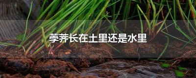 ​荸荠长在土里还是水里