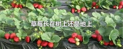 ​草莓长在树上还是地上
