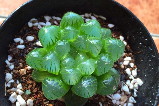 姬玉露夏天怎么浇水(图2)