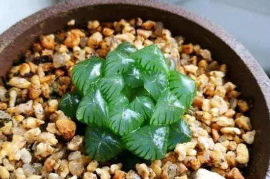 姬玉露夏天怎么浇水(图4)