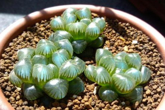 姬玉露夏天怎么浇水(图3)