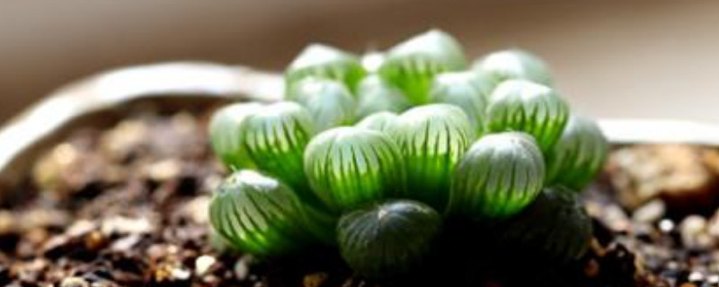 姬玉露夏天怎么浇水(图1)