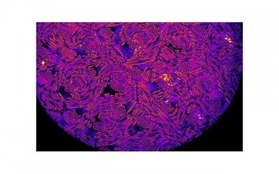 ​五子衍宗丸与哪些药物搭配对性功能有好处？