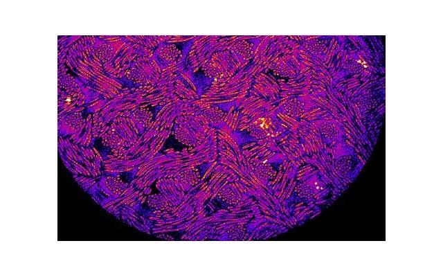 五子衍宗丸与哪些药物搭配对性功能有好处？