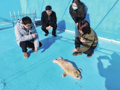 ​产科主任给海豹做剖腹产手术