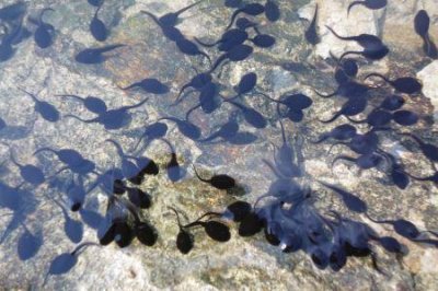 ​探索四川南充僵尸事件未解之谜 的始末