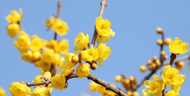 赞美冬天腊梅的诗句