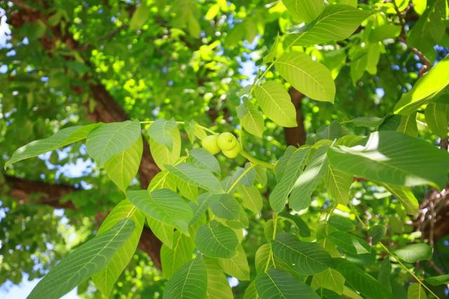 50km桃花坞取景地哪里（五十公里桃花坞为什么在这个村拍摄）(7)