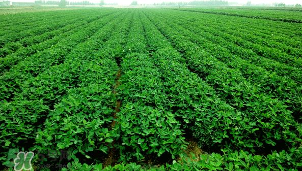 花生有哪些种类型？花生怎么栽培管理？