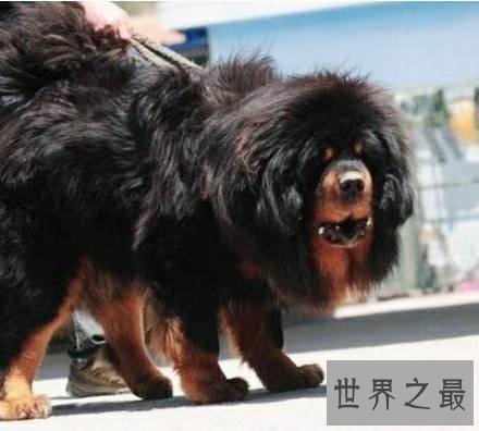 世界上最大的狗排名,直立起来一个个都是小巨人。