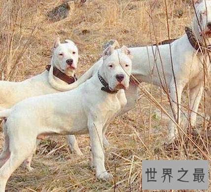 世界上最大的狗排名,直立起来一个个都是小巨人。