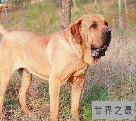 世界上最大的狗排名,直立起来一个个都是小巨人。