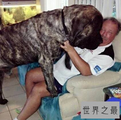世界上最大的狗排名,直立起来一个个都是小巨人。