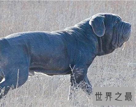 世界上最大的狗排名,直立起来一个个都是小巨人。