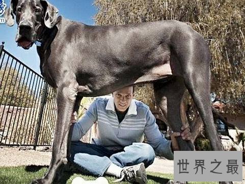 世界上最大的狗排名,直立起来一个个都是小巨人。