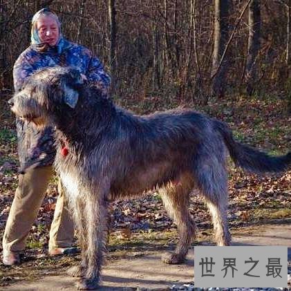 世界上最大的狗排名,直立起来一个个都是小巨人。