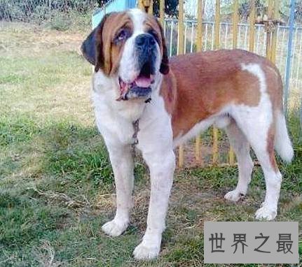 世界上最大的狗排名,直立起来一个个都是小巨人。