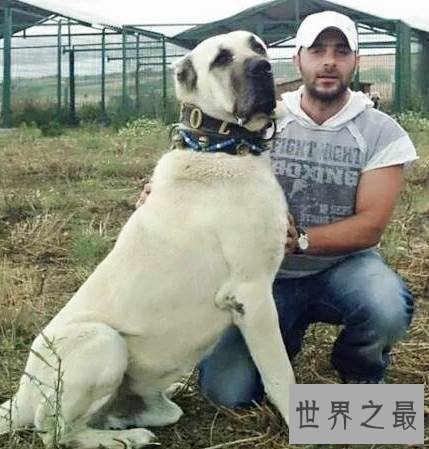 世界上最大的狗排名,直立起来一个个都是小巨人。