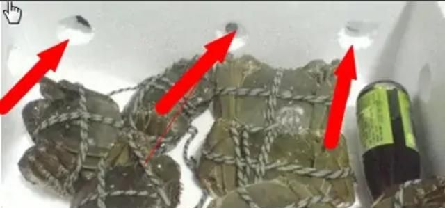 大闸蟹没吃完怎么储存,收到礼盒装大闸蟹一箱,怎么保存可以久一点,我后天拿回家才吃,住的地方没冰箱?图3