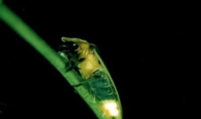 ​火瓢虫为什么,鬼吹灯之精绝古城中为什么火瓢虫不攻击杨