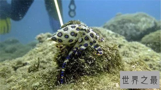 世界十大毒王，看似柔弱的水母实则暗藏杀机