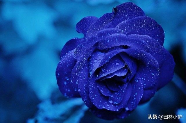 暗恋花语是什么花（盘点代表暗恋花语的10种花卉）