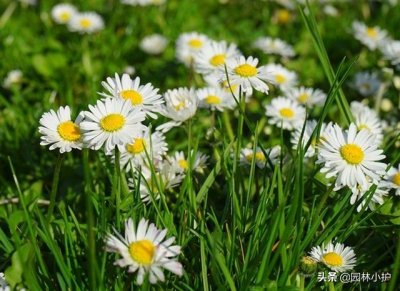 ​暗恋花语是什么花（盘点代表暗恋花语的10种花卉）