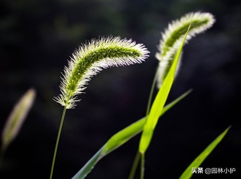 暗恋花语是什么花（盘点代表暗恋花语的10种花卉）