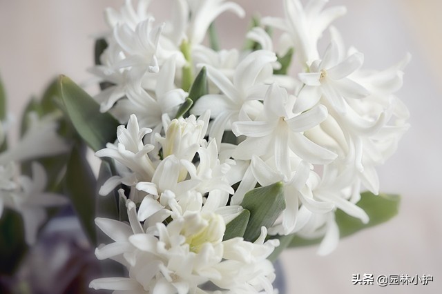 暗恋花语是什么花（盘点代表暗恋花语的10种花卉）