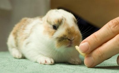 ​迷你兔的简介-迷你兔是什么？