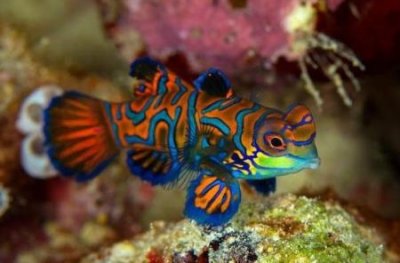 ​地球上最罕见的十大新物种：狮子鱼可承受700公斤压力