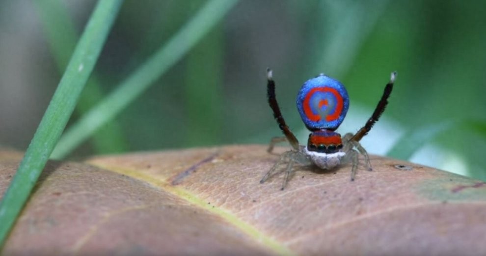 世界上最美丽的蜘蛛，孔雀蜘蛛，求偶会开屏，不适合饲养更因体型