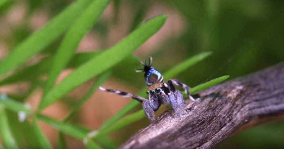 世界上最美丽的蜘蛛，孔雀蜘蛛，求偶会开屏，不适合饲养更因体型